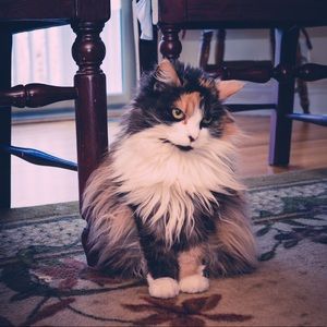 Meet your Posher, Lev